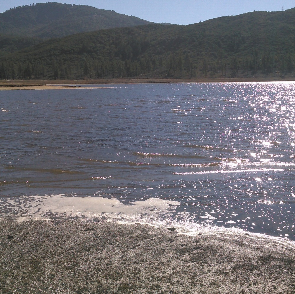 Meet your Posher, Sylvia